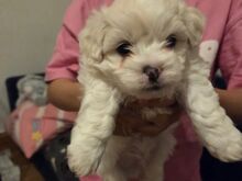 Bichon Frise