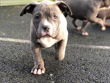 Ameerika buldog