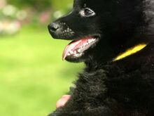 Schipperke kutsikad otsivad uut kodu