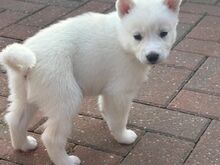 Siberi husky