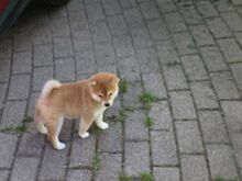 Shiba Inu