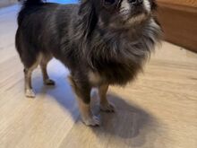 Chihuahua Kutsikad | Kennelklubis Registreeritud