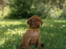 Vizsla / Ungari lühikarvalise linnukoera kutsikad