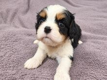 Cavalier King Charles spanjeli kutsikad!