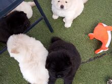 Chow Chow kutsikad
