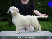 KULDSE RETRIIVERI KUTSIKAD