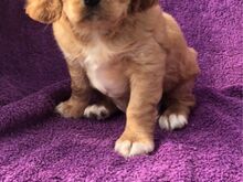 Cavalier King Charlesi spanjeli kutsikad