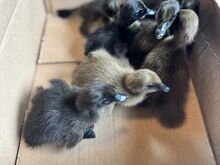 Müüa parditibud (Cayuga ja Khaki Campbell)