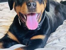 Isane rottweileri kutsikas