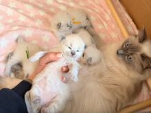 Voodis inimestega. Müüa armas ragdoll-kassipoeg..