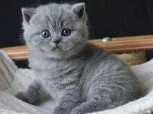 British Shorthair kittens