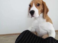 Beagle