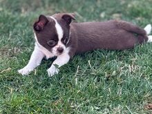 Ilusad chihuahua kutsikad