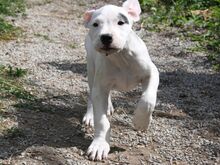 Argentiina dogi/dogo argentino