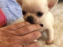 Chihuahua kutsikad