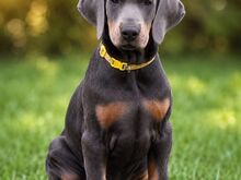 Dobermann
