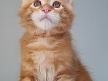 Maine Coon kassipojad, isased