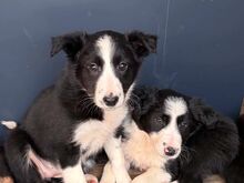 Bordercollie