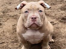 Extreme pocket American bully