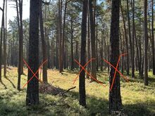 Metsatöödeks ja pinnase korrastamine