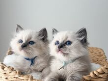 Ragdoll-kassipojad