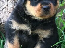 Rottweileri kutsikad