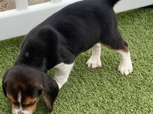 Beagle'i kutsikad