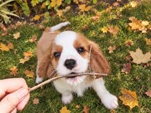 Cavalier King Charles spanjeli kutsikad!
