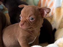 Chihuahua