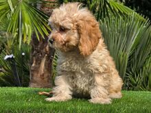 Cavapoo kutsikad