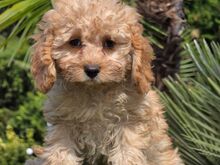 Cavapoo kutsikad