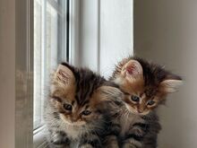 Maine Coon Kittens