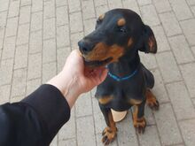 Dobermanni kutsikas
