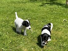 JACK RUSSELL