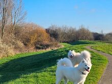 SAMOYED