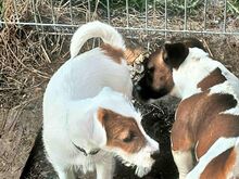 Jack Russel Terrier
