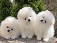 Pomeranian puppies are available