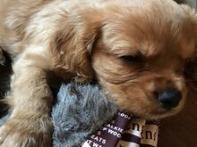 Cavalier King Charles Spanieli kutsikad