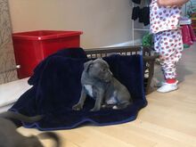 Staffordshire'i bullterjeri kutsikad