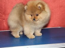 Pomeranian kutsikad