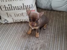 Chihuahua kutsikad