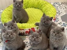 British Shorthair kittens