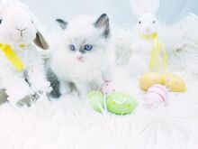 Ragdoll kassipojad.