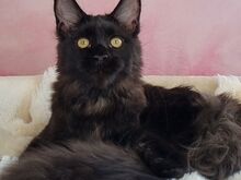 Maine coon