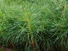 Männi istikud (rumeelia männid, ebatsuugad)