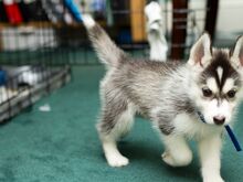 Siberi husky kutsikad