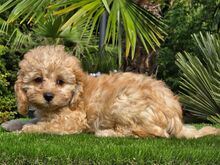 Cavapoo kutsikad