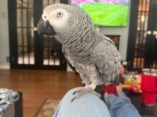Beautiful African grey parrots