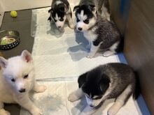 Siberi husky