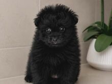 Pomopoo